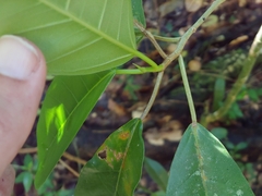 Ficus trigonata, photograph (c) Kurt Miller, some rights reserved (CC BY-SA)