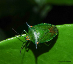 Sabaeus humeralis