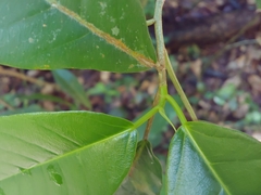 Ficus trigonata, photograph (c) Kurt Miller, some rights reserved (CC BY-SA)