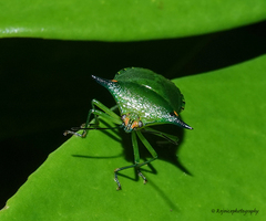 Sabaeus humeralis