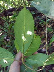 Ficus trigonata, photograph (c) Kurt Miller, some rights reserved (CC BY-SA)