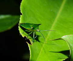 Sabaeus humeralis