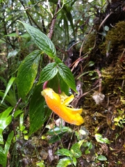 Columnea strigosa