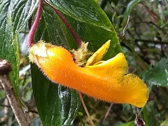 Columnea strigosa