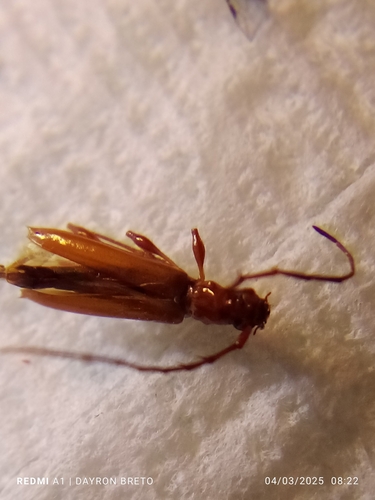 Stizocera insulana