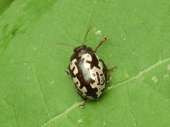 Calligrapha intermedia