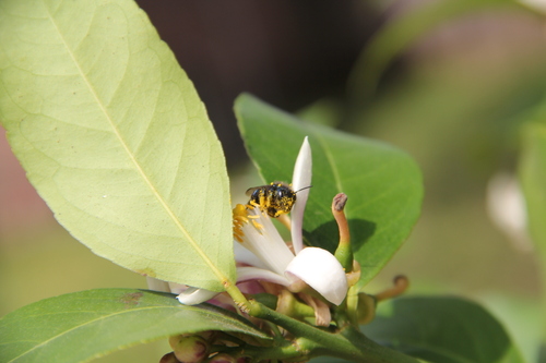Blueberry Mason bee photo 6