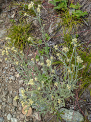 Pseudognaphalium thermale