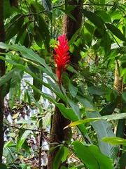 Alpinia purpurata