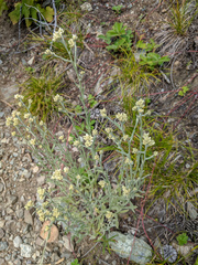 Pseudognaphalium thermale