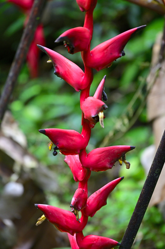 Foto de Bananeira-do-brejo