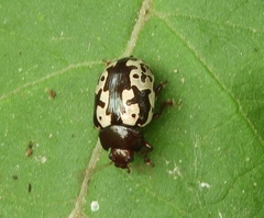 Calligrapha intermedia