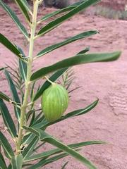 Asclepias labriformis