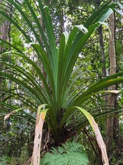 Pandanus