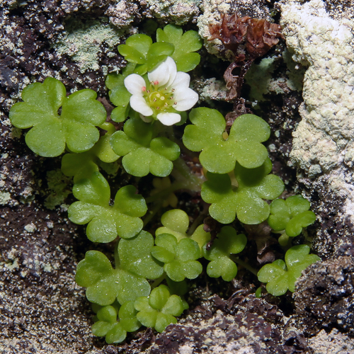 Saxifraga bracteata iNat (2)