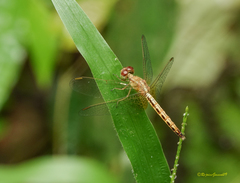 Neurothemis intermedia