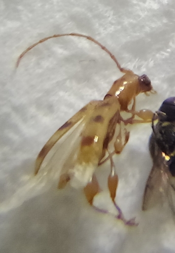 Plectromerus pumilus