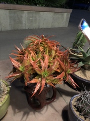 Aloe dorotheae