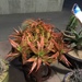 Aloe dorotheae - Photo (c) Carolyn Fineran, alguns direitos reservados (CC BY-NC), uploaded by Carolyn Fineran