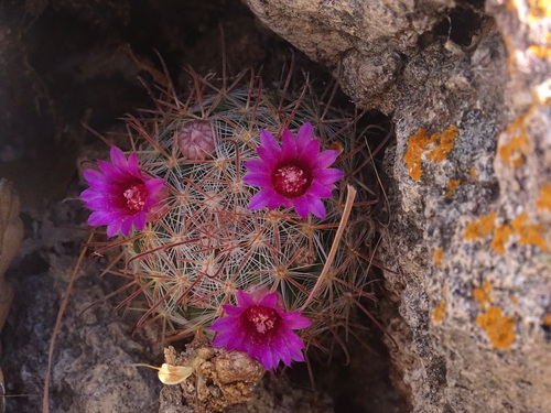 Mammillaria mercadensis