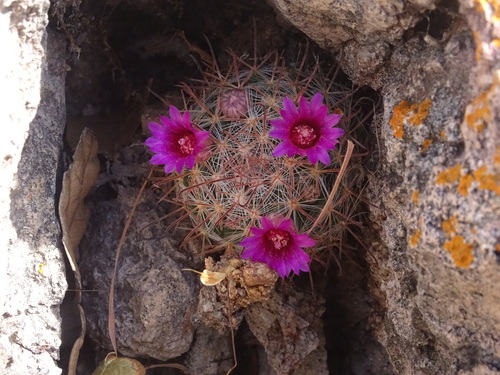 Mammillaria mercadensis