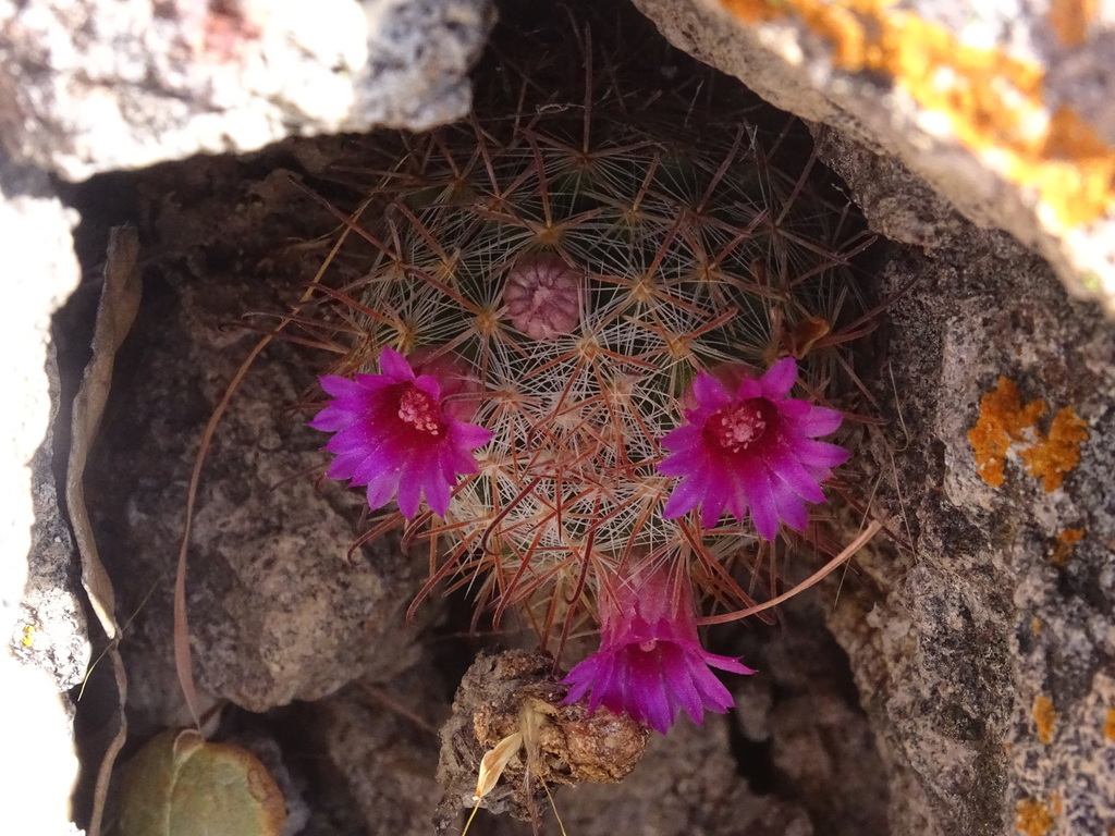 Mammillaria mercadensis, Nayarit, MX