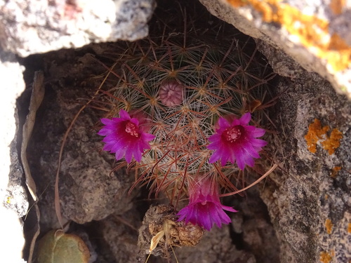 Mammillaria mercadensis