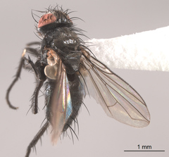 Phytomyptera
