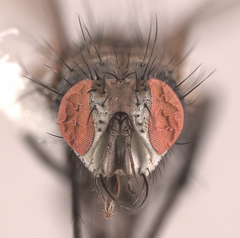 Phytomyptera