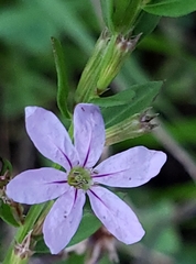 Lythrum alatum lanceolatum