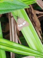 Nyctemera baulus