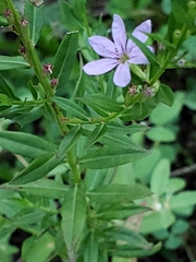 Lythrum alatum lanceolatum