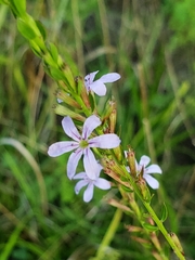 Lythrum alatum lanceolatum
