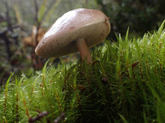 Fistulinella viscida