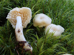 Hydnum crocidens crocidens