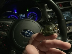 Hyla wrightorum
