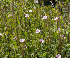 Hibiscus laevis