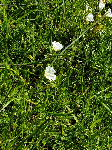 iNaturalist observation photo of white meadowfoam