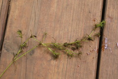 Najas flexilis