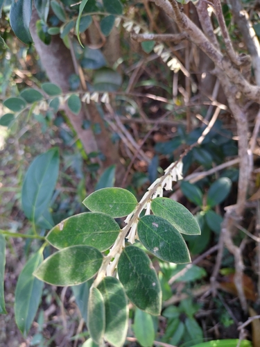 Daphne championii (Daphne championii)