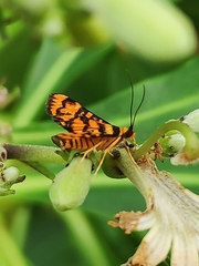 Lepidoptera