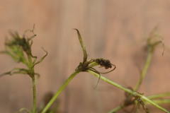 Najas flexilis
