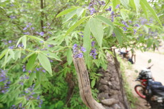 Vitex pyramidata