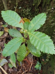 Magnoliopsida