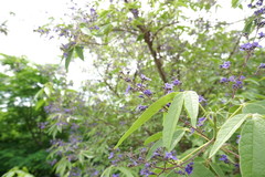 Vitex pyramidata