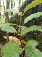 Magnoliopsida