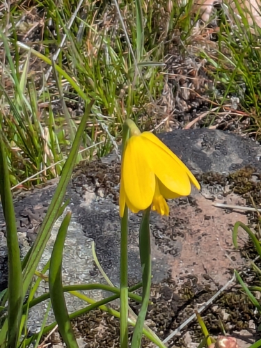 Foto de Fritillaria pudica