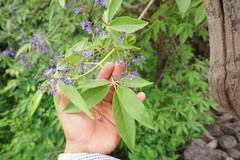Vitex pyramidata