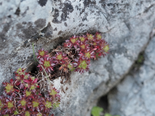 Image of Mossy Saxifrage (Saxifraga fragosoi) by (c) Louis Aureglia, some rights reserved (CC BY)