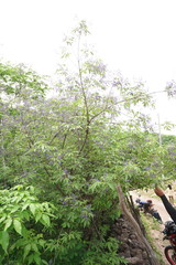Vitex pyramidata